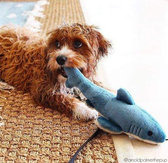 Fluff & Tuff™ "Tank the Shark" Dog Toy - Maxdeals77